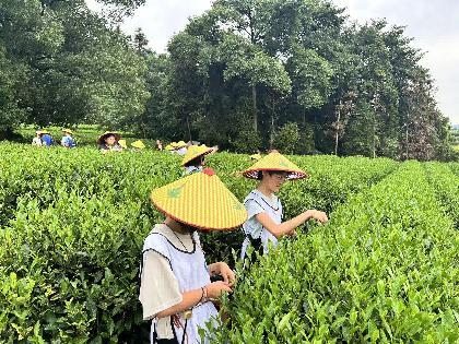 采茶1